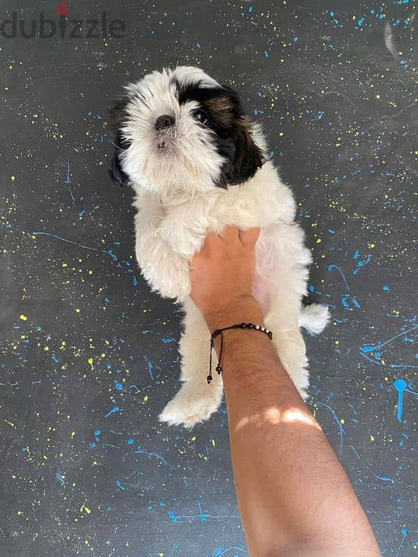 pure ShihtZu puppy 3