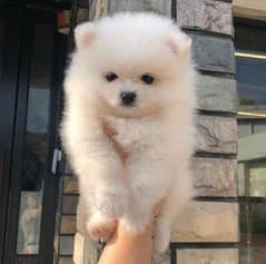 بومرنيان تيكب توى بومرينيان Toy Pomeranian puppies 0