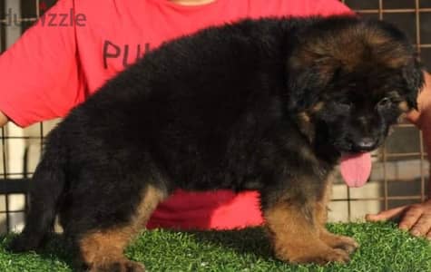 Male German shepherd puppies Female جراوي جيرمن شيبرد ذكر ولد بنت انثي