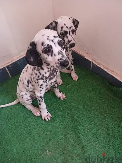 Dalmatian