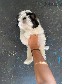 pure ShihtZu puppy 0