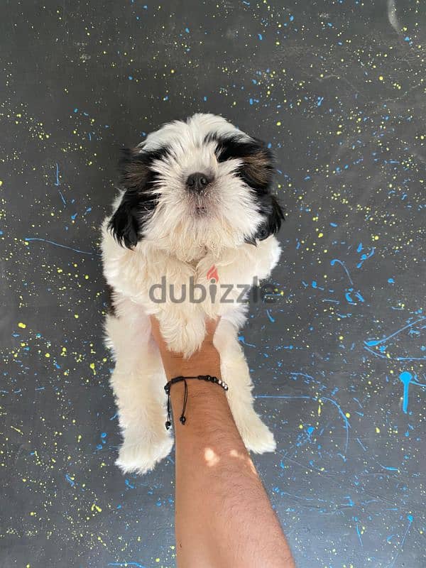 pure ShihtZu puppy 1