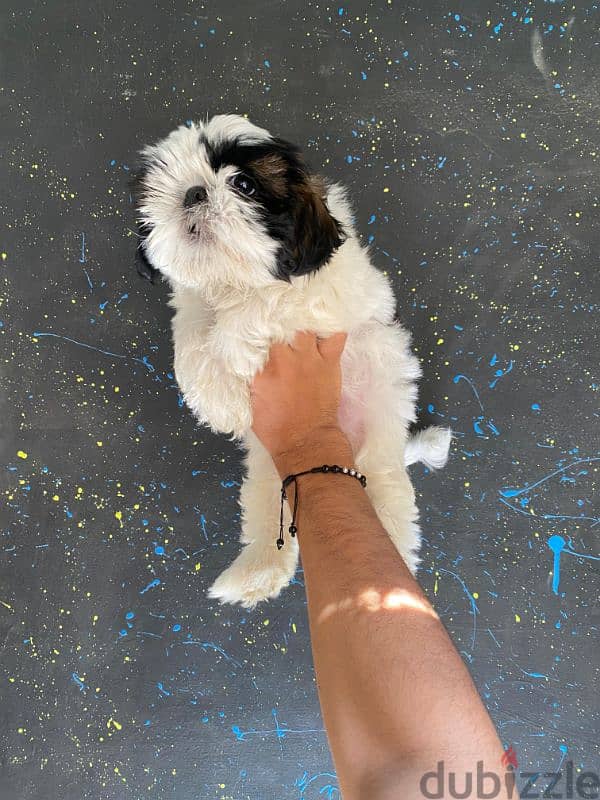 pure ShihtZu puppy 2