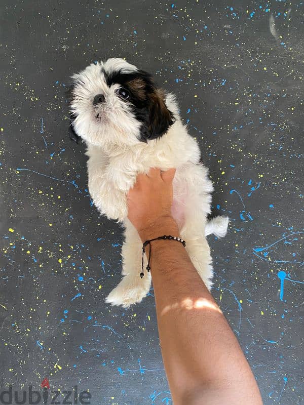 pure ShihtZu puppy 2