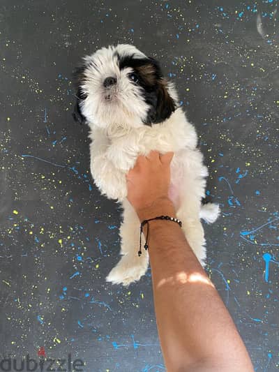 pure ShihtZu puppy