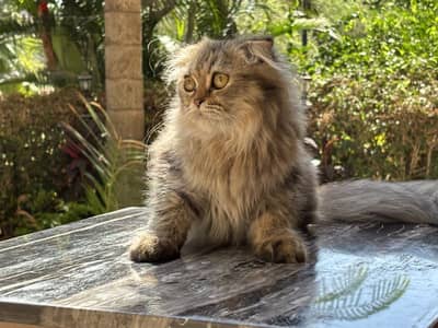 Scottish Fold Longhair Tiger