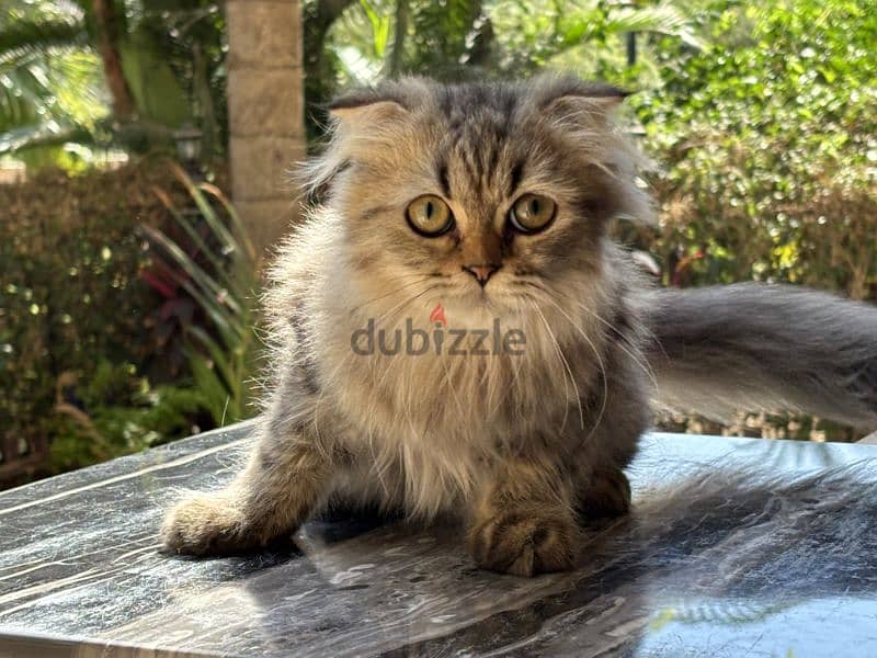 Scottish Fold Longhair Tiger 1