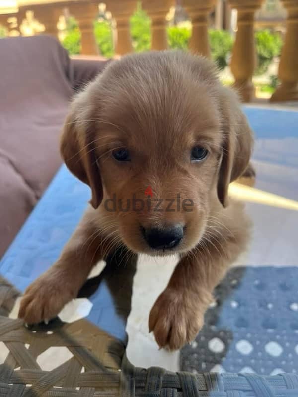 Dark golden retriver puppy 1