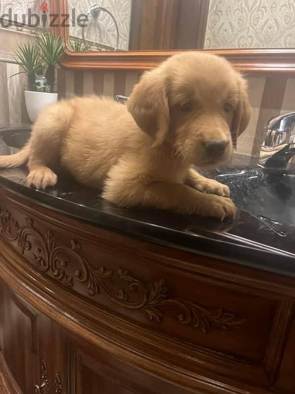 Dark golden retriver puppy 2