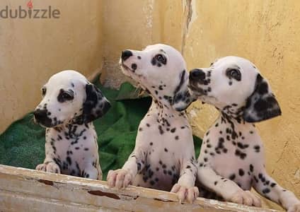 Dalmatian puppies