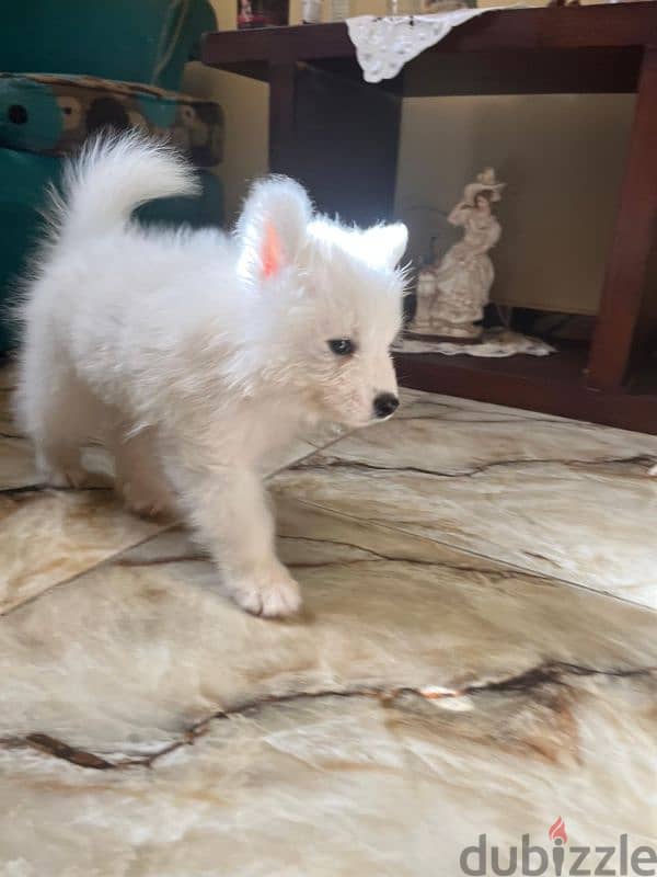 جراوي سامويد للبيع pure Samoyed puppies for sale 0