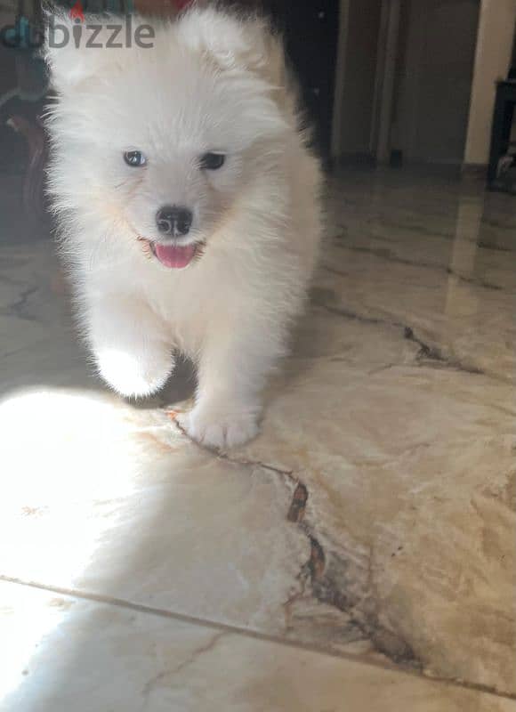 جراوي سامويد للبيع pure Samoyed puppies for sale 2