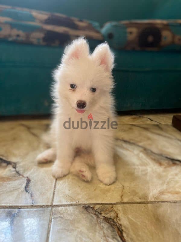 جراوي سامويد للبيع pure Samoyed puppies for sale 3