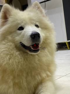 adult female samoyed give birth before 0