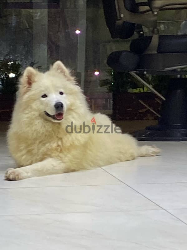 adult female samoyed give birth before 1