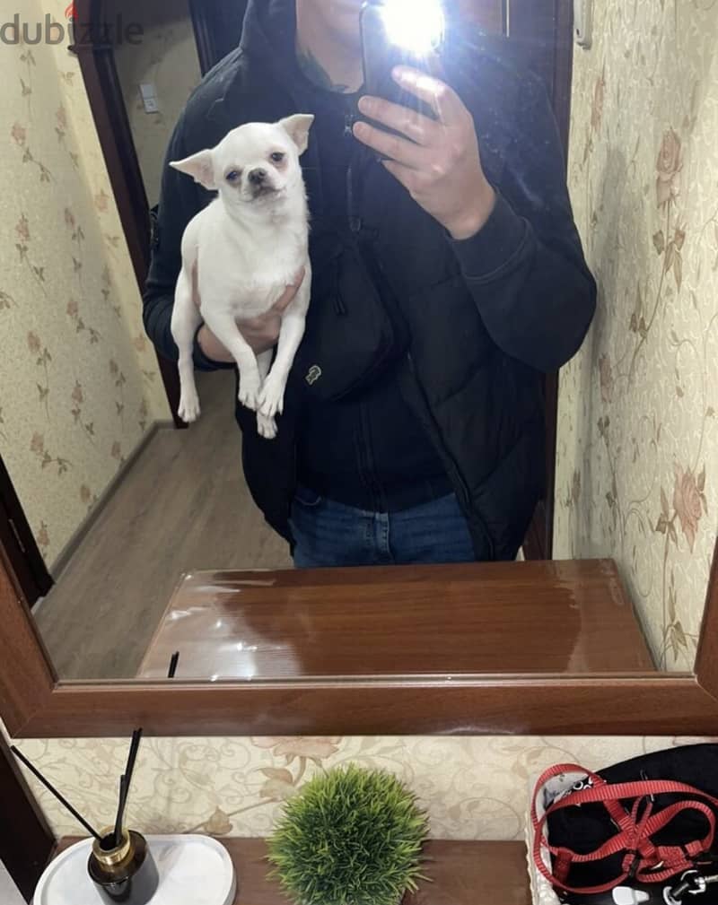 Chihuahua dog imported from Russia 2