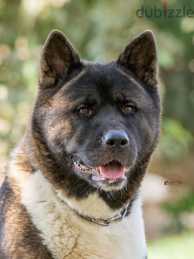 Female american akita نتاية اميركان اكيتا