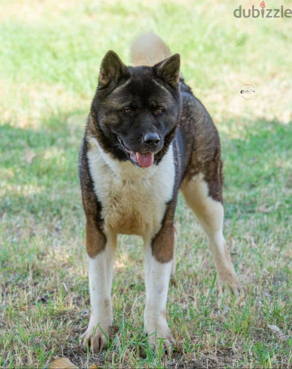 Female american akita نتاية اميركان اكيتا 1