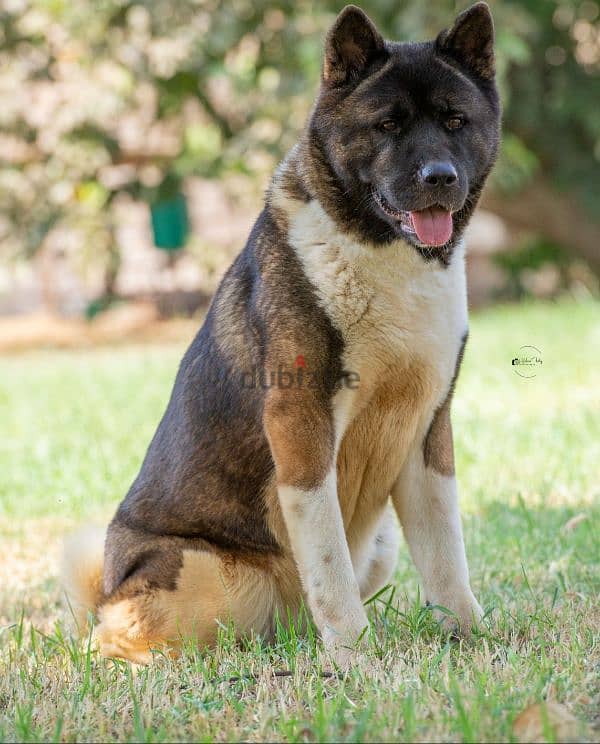 Female american akita نتاية اميركان اكيتا 2