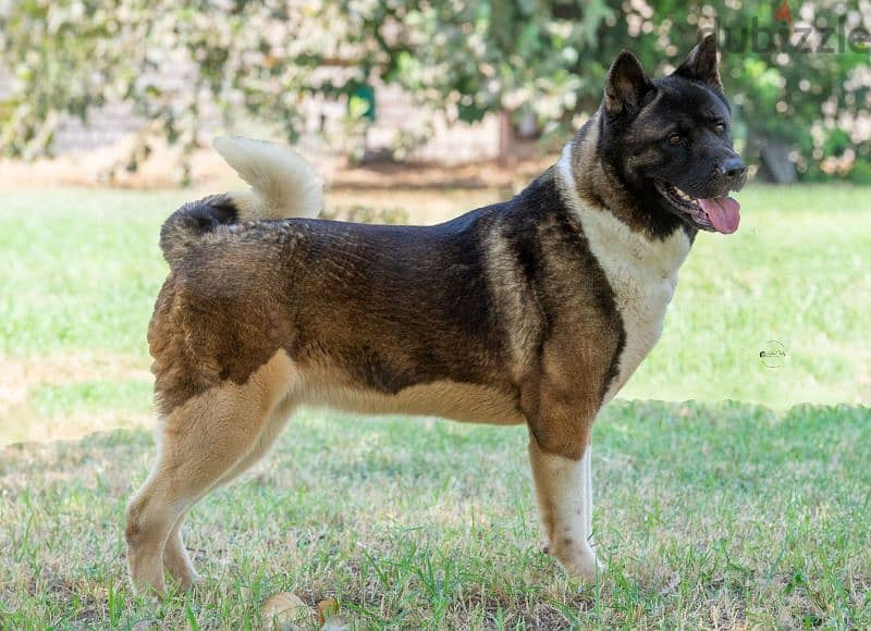 Female american akita نتاية اميركان اكيتا 3