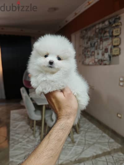 Pomeranian