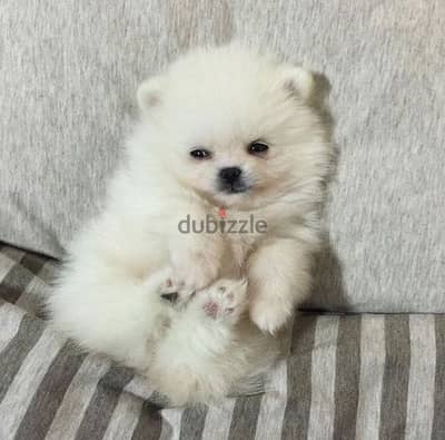 Teacup pomeranian puppies  بومرنيان تيكب بومرينيان