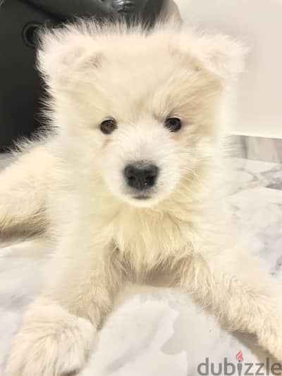 Siberian Samoyed puppies , female, 2month old.