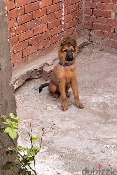 جيرمن شيبرد German shepherd