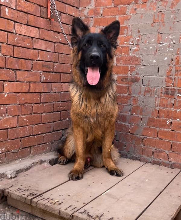 جيرمن شيبرد German shepherd 1