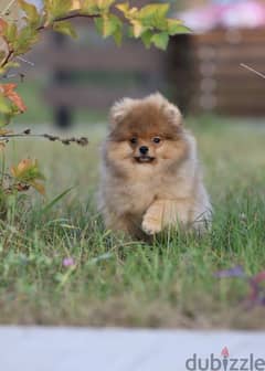 Pomeranian dog imported from Russia 0