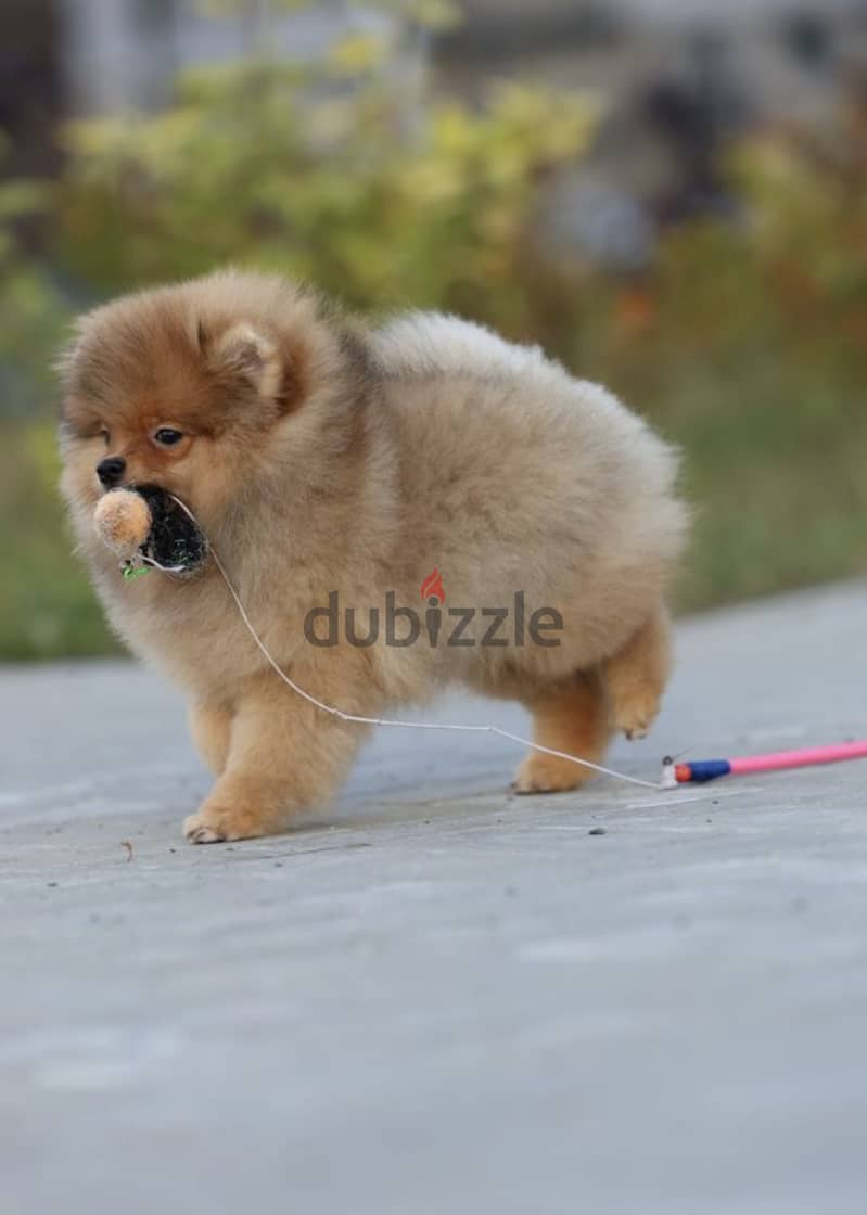 Pomeranian dog imported from Russia 1