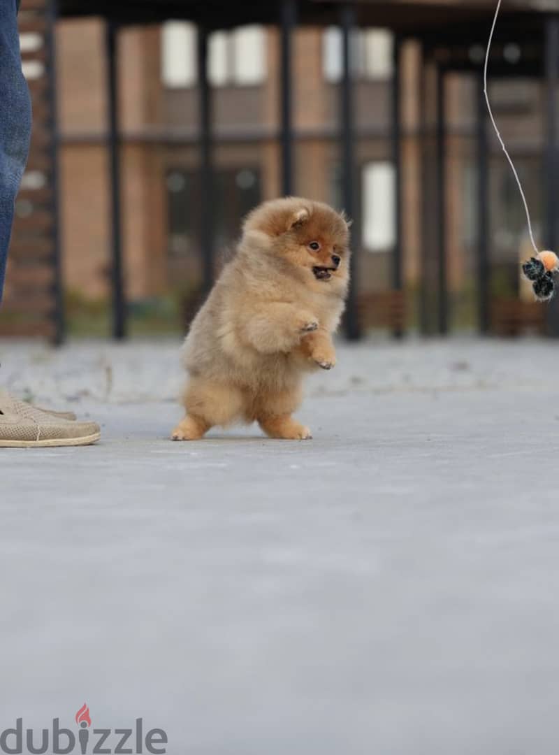 Pomeranian dog imported from Russia 2