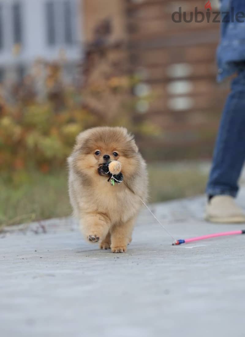 Pomeranian dog imported from Russia 4