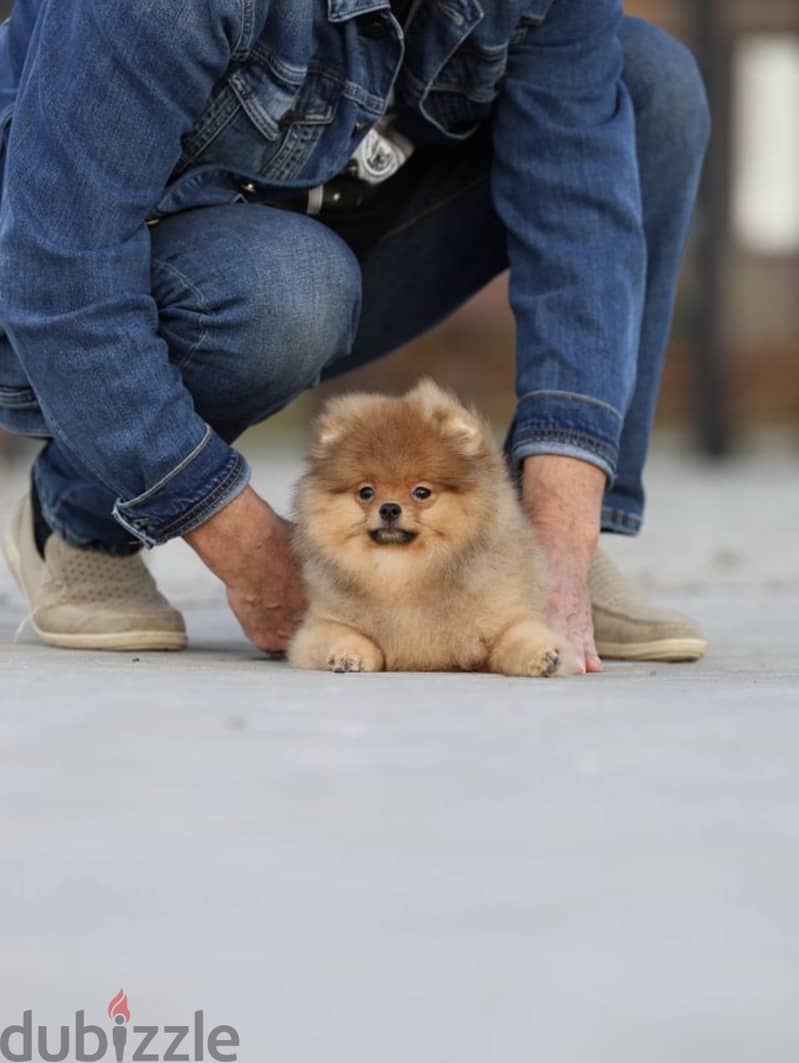 Pomeranian dog imported from Russia 5