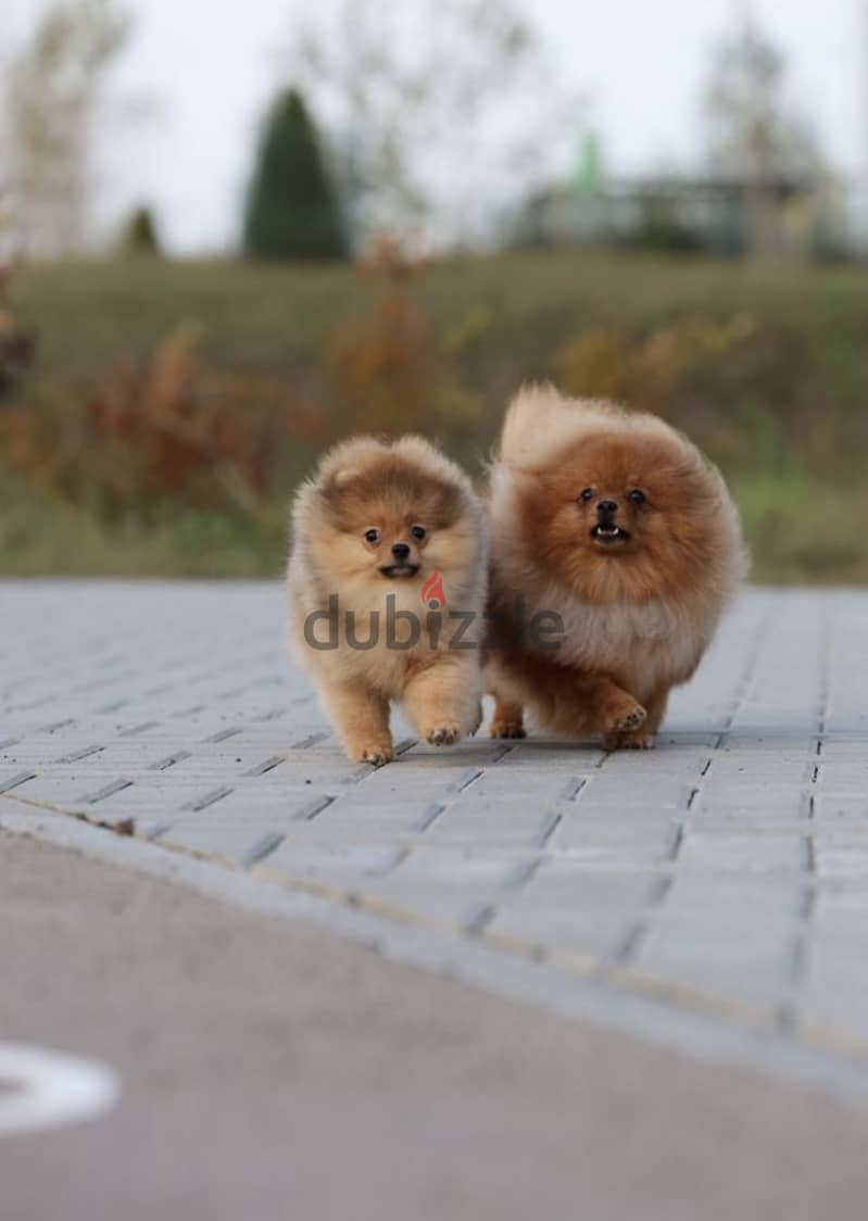 Pomeranian dog imported from Russia 6