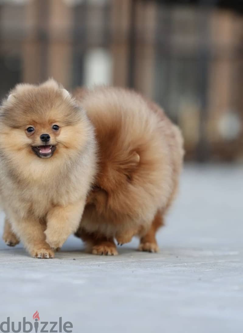 Pomeranian dog imported from Russia 7