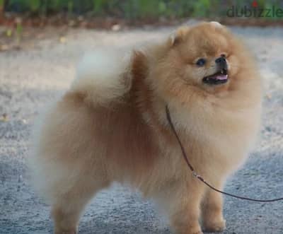 Pomeranian