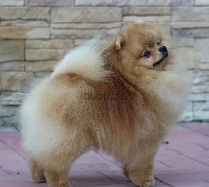 Pomeranian puppy Male from Russia 1