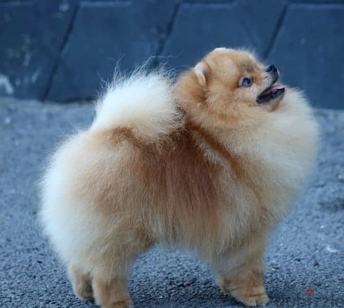 Pomeranian puppy Male from Russia 3