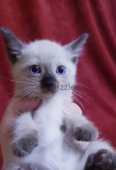 the most beautiful سيامي سيامى SIAMESE kittens in egypt