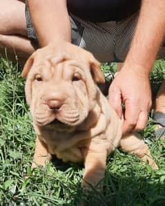 Shar pei puppy female From Russia 0