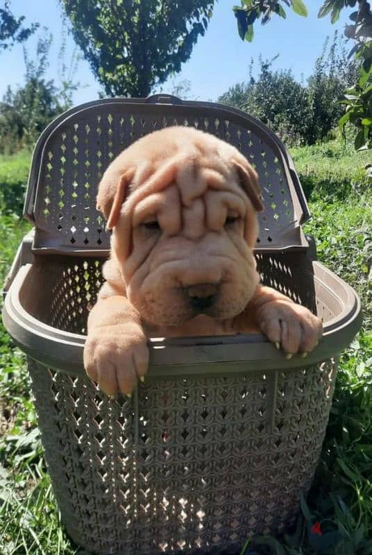 Shar pei puppy female From Russia 1