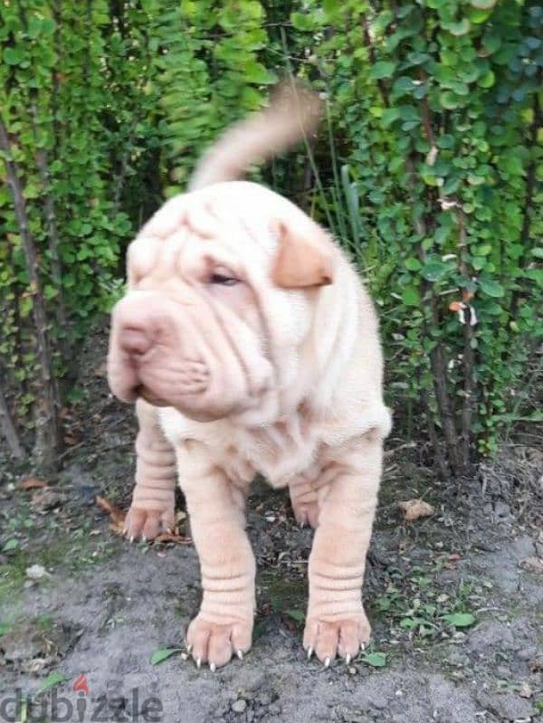 Shar pei puppy female From Russia 2