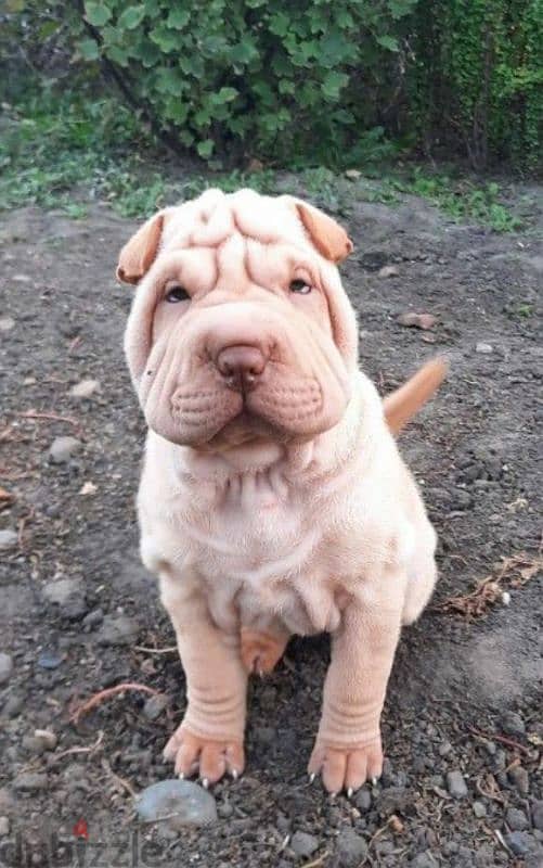 Shar pei puppy female From Russia 3