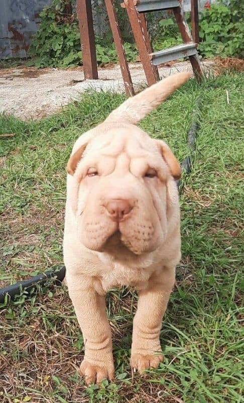 Shar pei puppy female From Russia 4