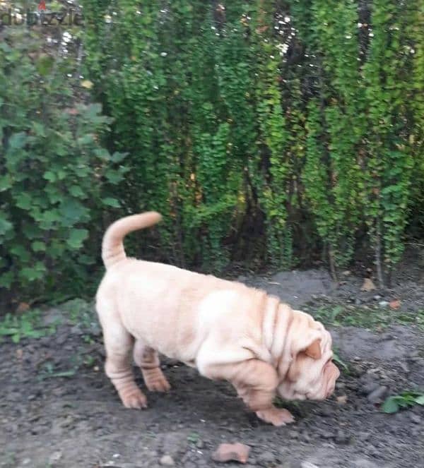 Shar pei puppy female From Russia 5