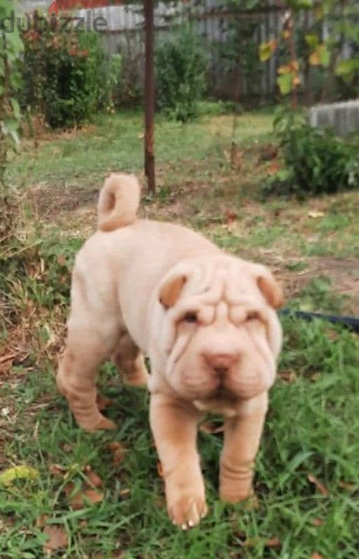 Shar pei puppy female From Russia 6