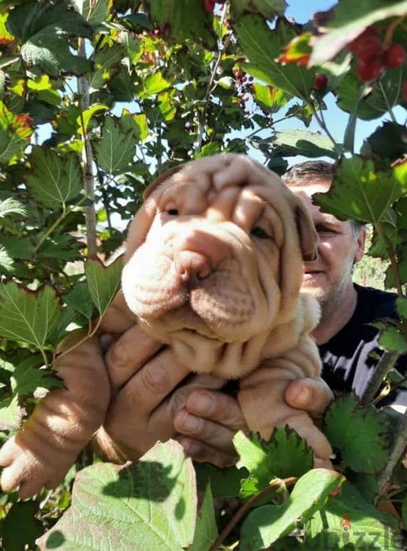 Shar pei puppy female From Russia 7