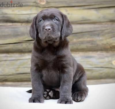 Chocolate Labrador puppy Male from Russia