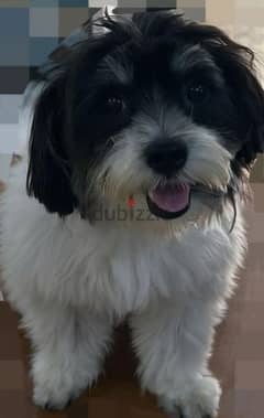 كلب Shih Tzu  عمر سنه و نص مدرب على كل حاجه 0